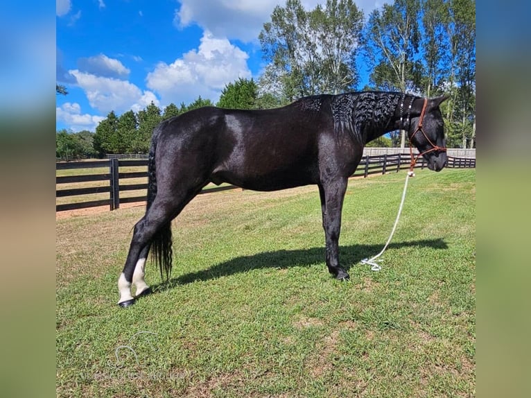 Tennessee konia Wałach 3 lat 152 cm Kara in Gillsville, GA