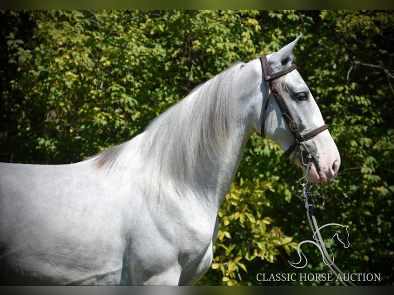 Tennessee konia Wałach 3 lat 152 cm Siwa in Hustonville, KY