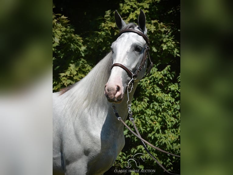 Tennessee konia Wałach 3 lat 152 cm Siwa in Hustonville, KY