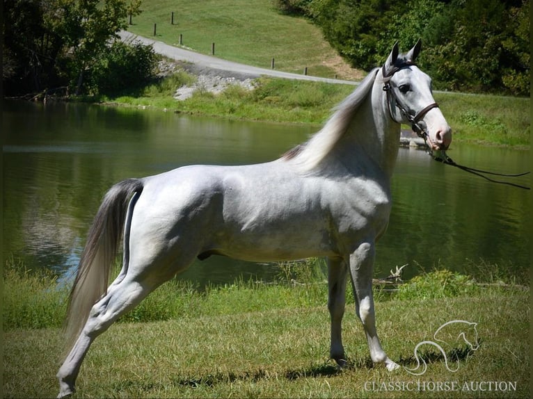 Tennessee konia Wałach 3 lat 152 cm Siwa in Hustonville, KY