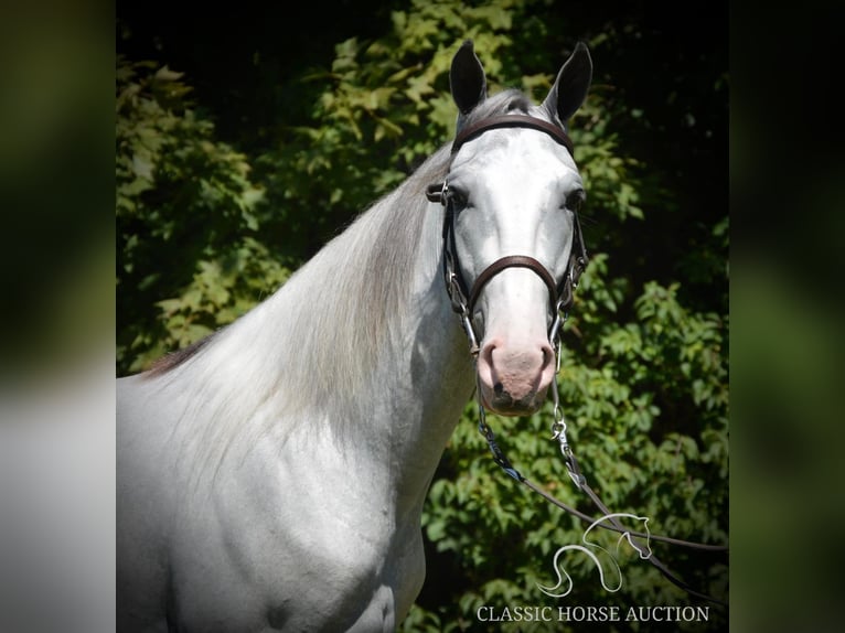 Tennessee konia Wałach 3 lat 152 cm Siwa in Hustonville, KY