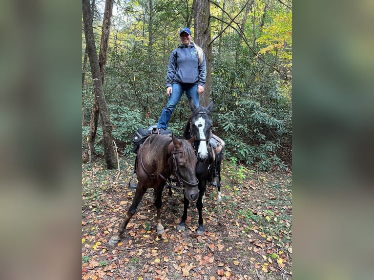 Tennessee konia Wałach 4 lat 142 cm Ciemnokasztanowata in Sneedville, TN