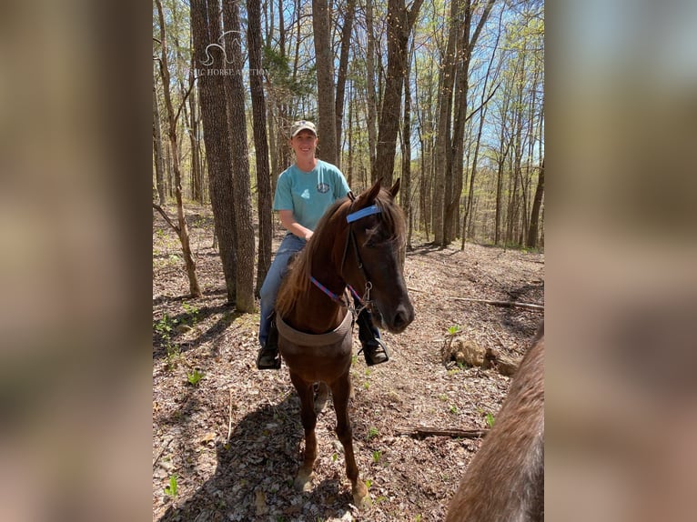 Tennessee konia Wałach 4 lat 142 cm Ciemnokasztanowata in Sneedville, TN