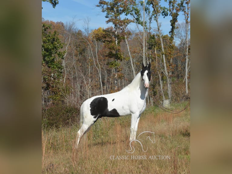 Tennessee konia Wałach 4 lat 142 cm Tobiano wszelkich maści in Lawrenceburg