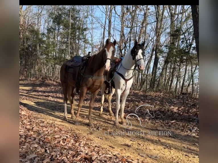 Tennessee konia Wałach 4 lat 142 cm Tobiano wszelkich maści in Lawrenceburg