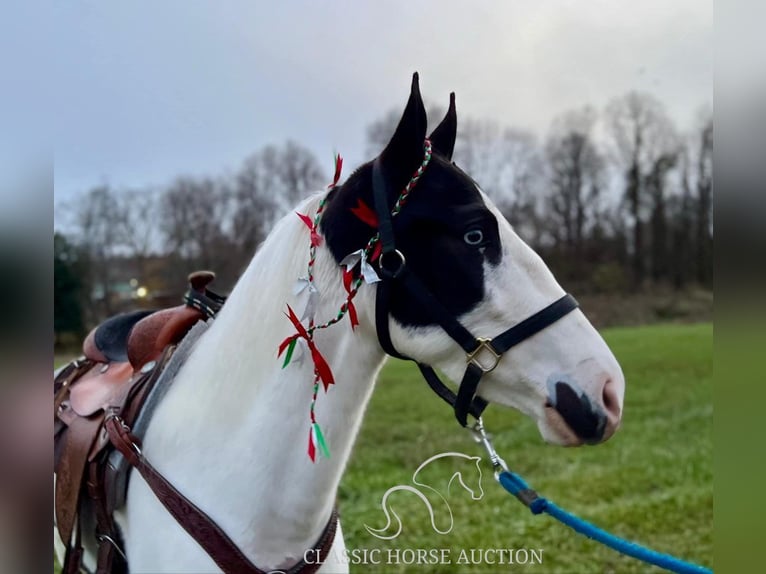 Tennessee konia Wałach 4 lat 142 cm Tobiano wszelkich maści in Lawrenceburg