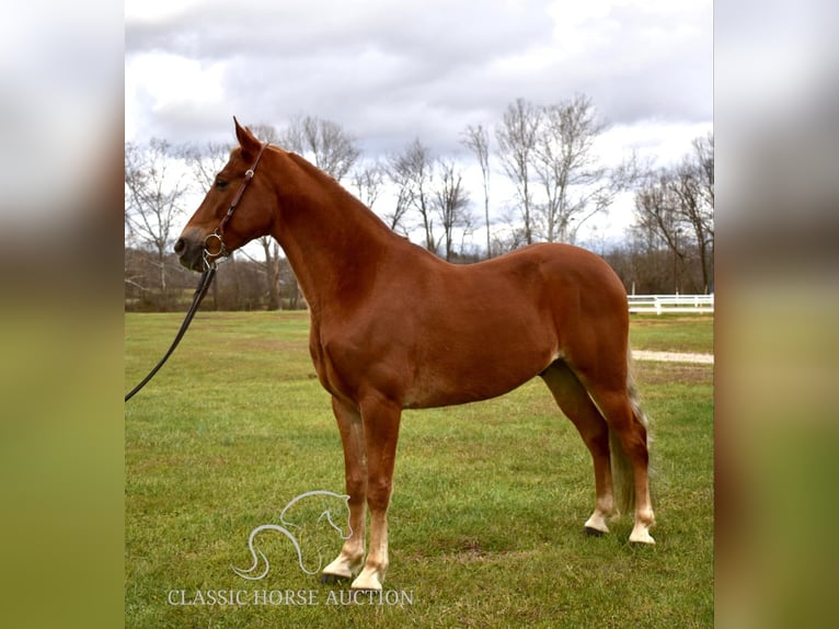 Tennessee konia Wałach 4 lat 152 cm Ciemnokasztanowata in Salt Lick, KY