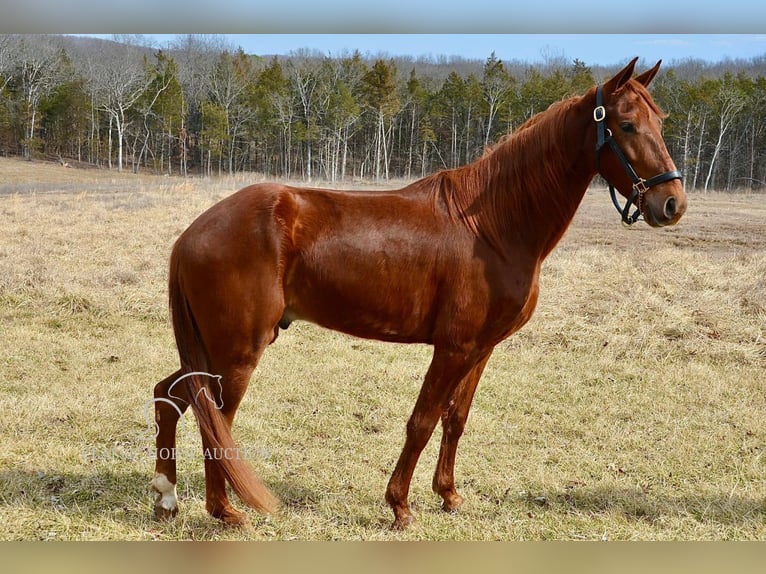 Tennessee konia Wałach 4 lat 152 cm Cisawa in Park Hills, MO