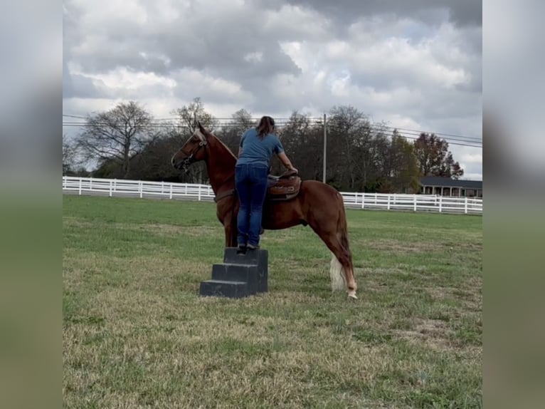 Tennessee konia Wałach 4 lat 152 cm Cisawa in Lewisburg, TN