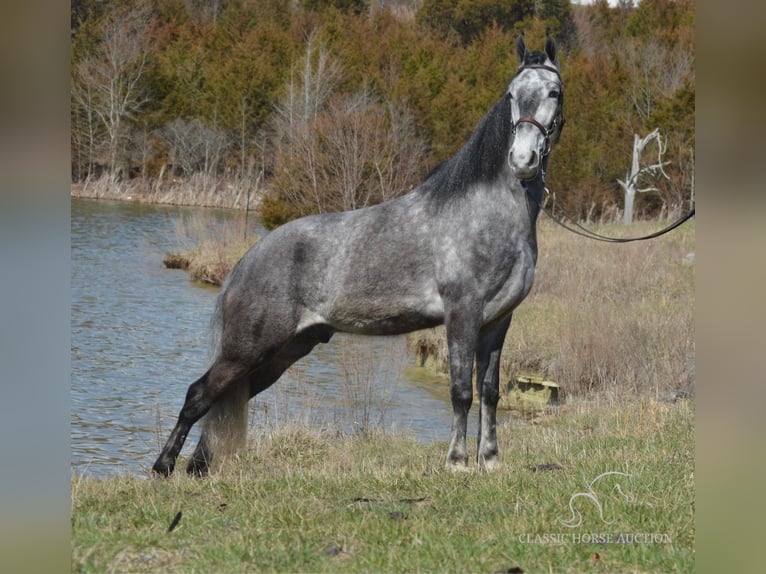 Tennessee konia Wałach 4 lat 152 cm Siwa in Hustonville, KY
