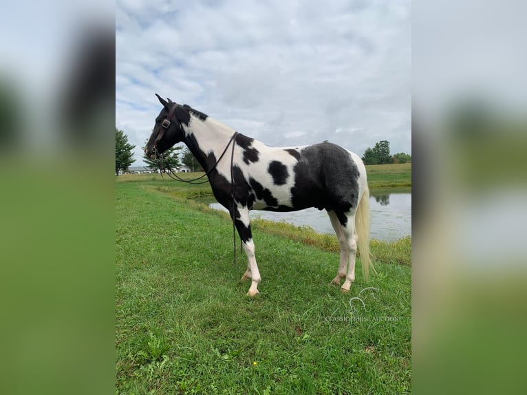 Tennessee konia Wałach 4 lat 152 cm Tobiano wszelkich maści in Blaine, KY