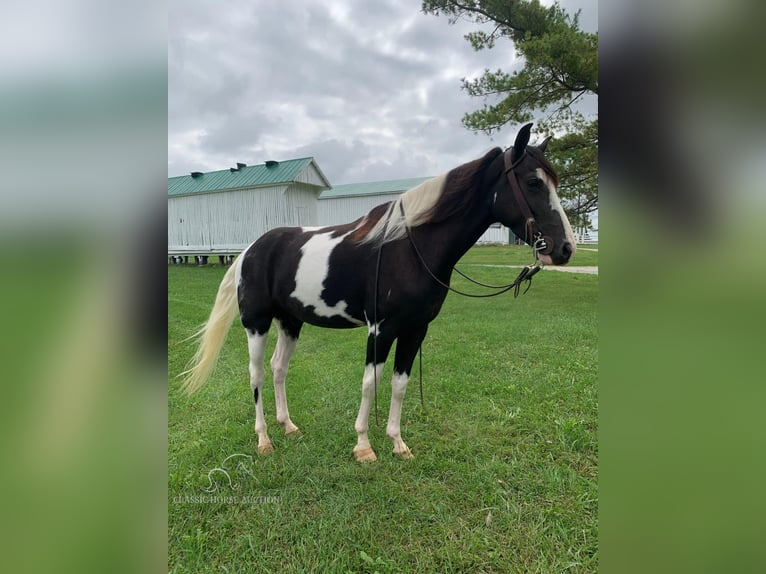 Tennessee konia Wałach 4 lat 152 cm Tobiano wszelkich maści in Blaine, KY