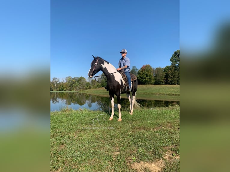 Tennessee konia Wałach 4 lat 152 cm Tobiano wszelkich maści in Blaine, KY