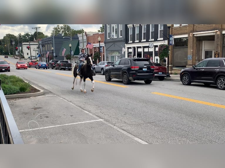 Tennessee konia Wałach 4 lat 152 cm Tobiano wszelkich maści in Blaine, KY