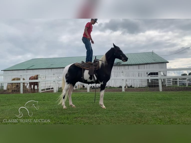 Tennessee konia Wałach 4 lat 152 cm Tobiano wszelkich maści in Blaine, KY