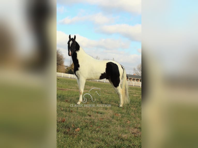 Tennessee konia Wałach 4 lat 152 cm Tobiano wszelkich maści in Lewisburg, TN