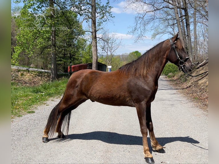 Tennessee konia Wałach 5 lat 142 cm Ciemnokasztanowata in Sneedville, TN