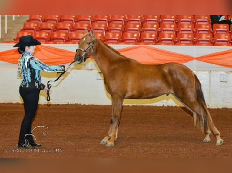 Tennessee konia Wałach 5 lat 142 cm Cisawa in Sneedville, TN