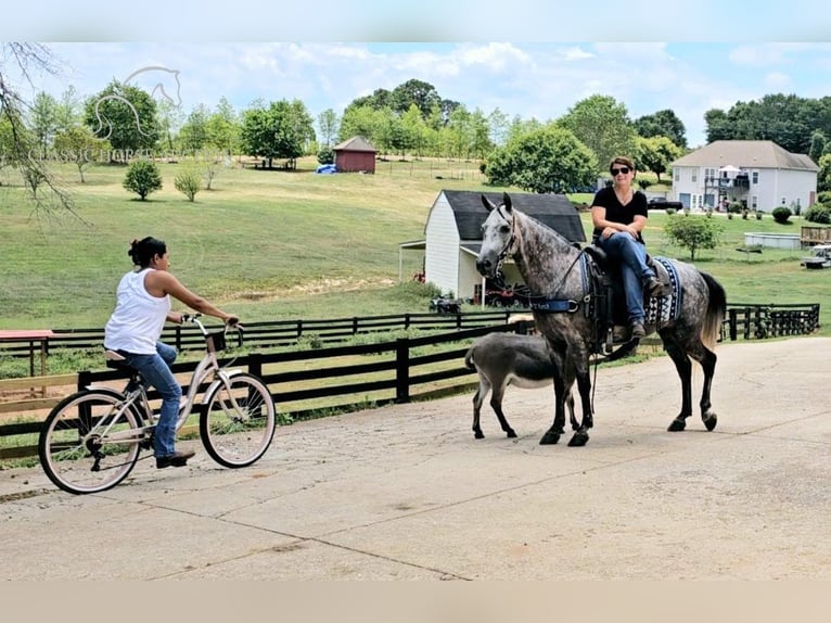 Tennessee konia Wałach 5 lat 142 cm Siwa in Gillsville, GA