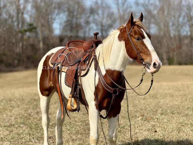 Tennessee konia Wałach 5 lat 142 cm Tobiano wszelkich maści in Whitley City,KY