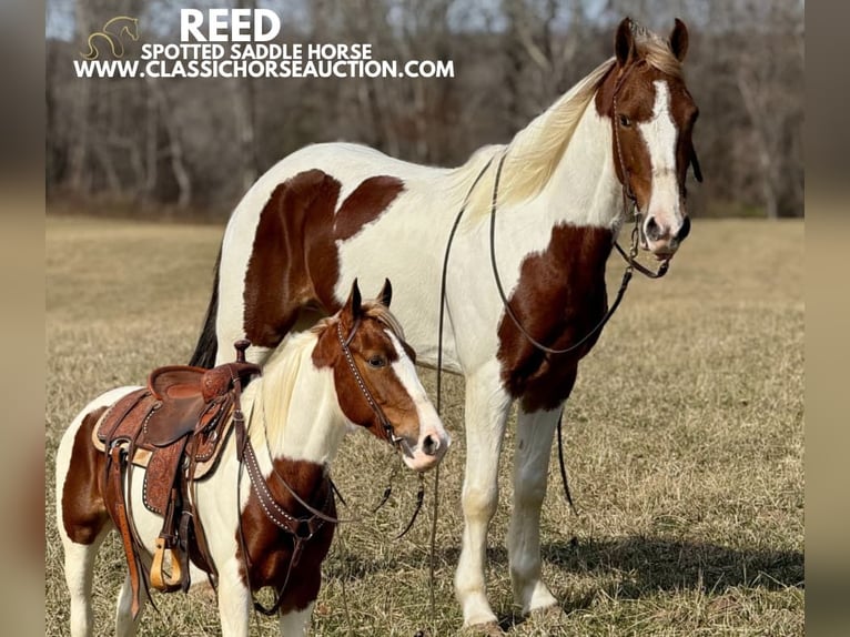 Tennessee konia Wałach 5 lat 142 cm Tobiano wszelkich maści in Whitley City,KY