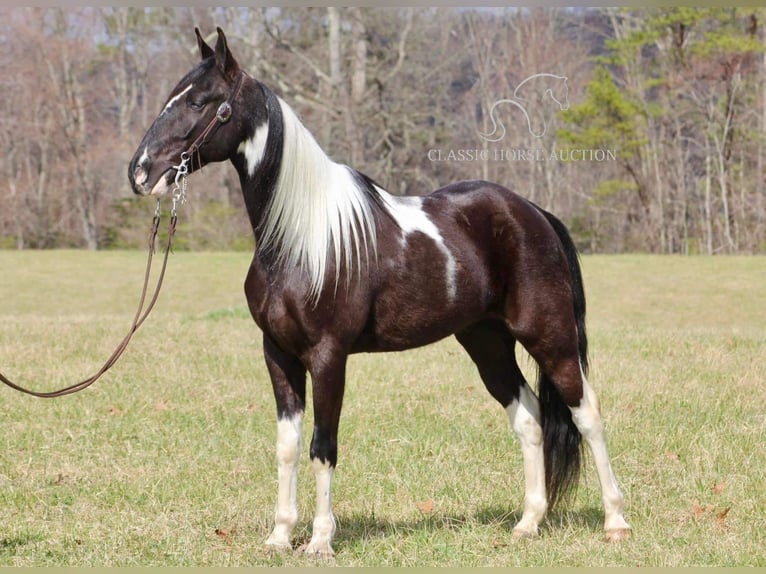 Tennessee konia Wałach 5 lat 152 cm Kara in Whitley Cityky