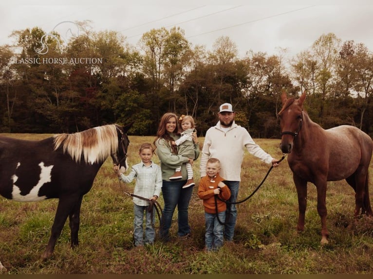 Tennessee konia Wałach 5 lat 152 cm Kasztanowatodereszowata in Breeding, KY