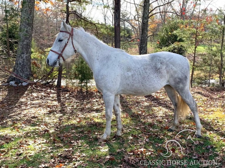 Tennessee konia Wałach 5 lat 152 cm Siwa in Winchester