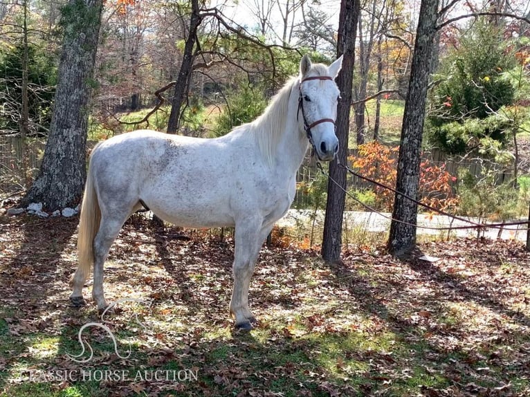 Tennessee konia Wałach 5 lat 152 cm Siwa in Winchester