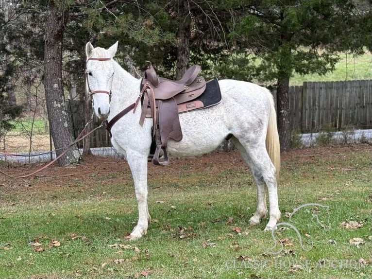 Tennessee konia Wałach 5 lat 152 cm Siwa in Winchester