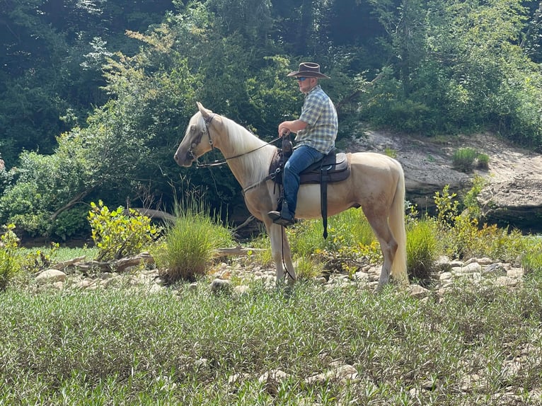 Tennessee konia Wałach 5 lat 152 cm Tobiano wszelkich maści in Whitley City