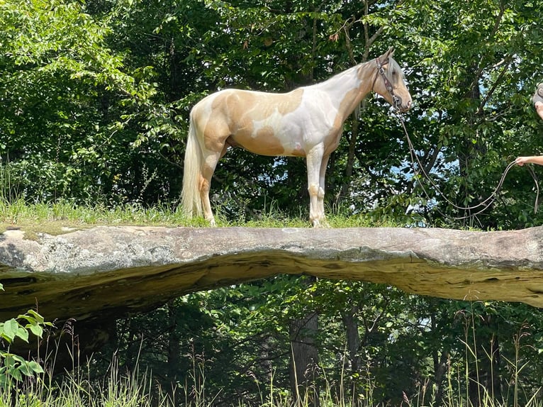 Tennessee konia Wałach 5 lat 152 cm Tobiano wszelkich maści in Whitley City