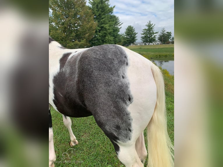 Tennessee konia Wałach 5 lat 152 cm Tobiano wszelkich maści in Blaine, KY