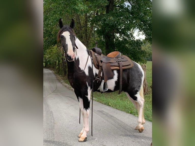 Tennessee konia Wałach 5 lat 152 cm Tobiano wszelkich maści in Lawrenceburg, KY