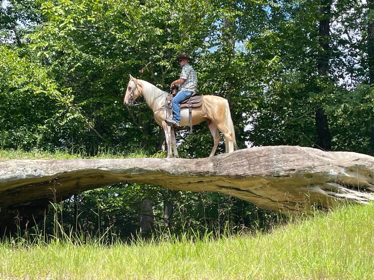 Tennessee konia Wałach 5 lat 152 cm Tobiano wszelkich maści in Whitley City