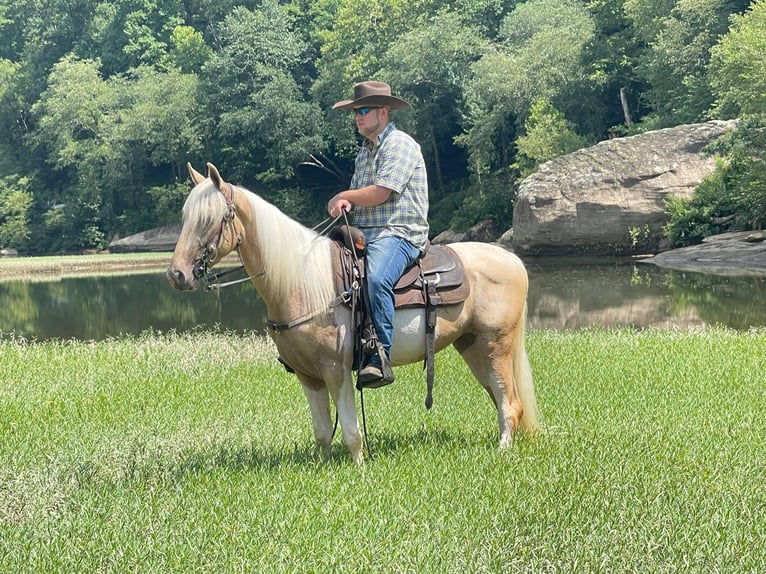 Tennessee konia Wałach 5 lat 152 cm Tobiano wszelkich maści in Whitley City