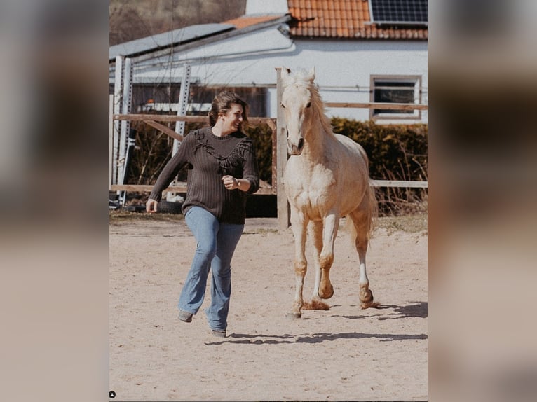 Tennessee konia Wałach 5 lat 160 cm Izabelowata in Spalt