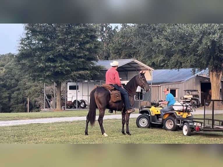 Tennessee konia Wałach 5 lat 163 cm Kara in Monroe, NC