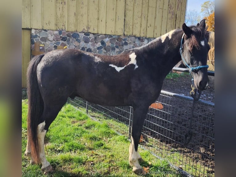 Tennessee konia Wałach 6 lat 142 cm Tobiano wszelkich maści in Manchester,MI