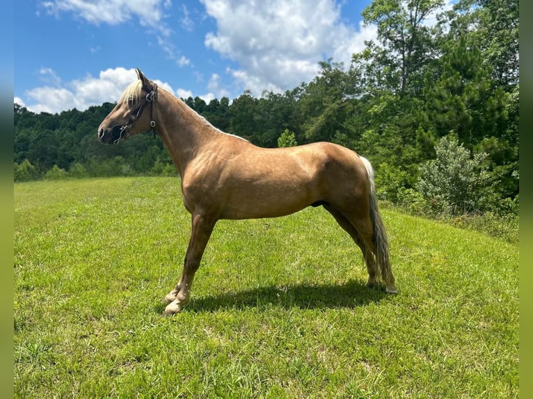 Tennessee konia Wałach 6 lat 147 cm Ciemnokasztanowata in Whitley City, KY