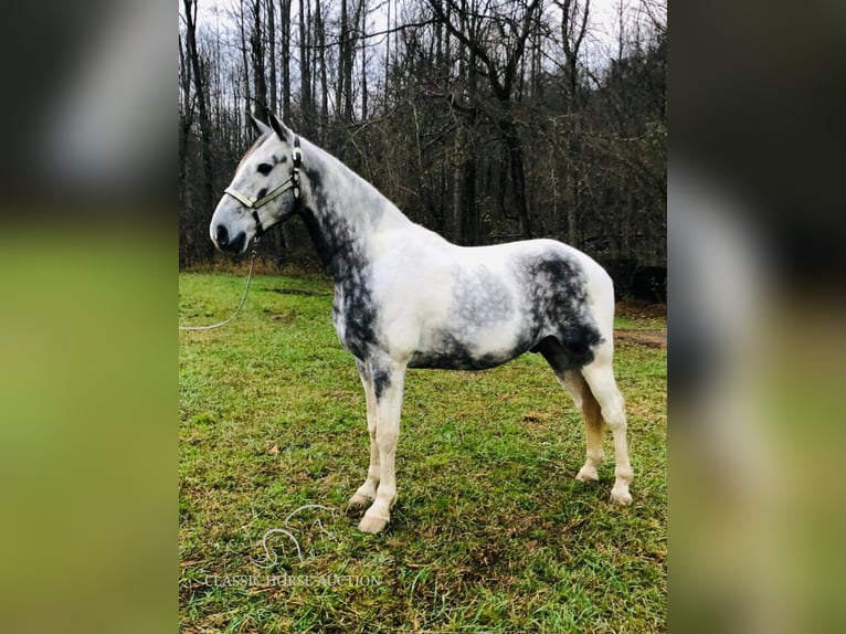 Tennessee konia Wałach 6 lat 152 cm Siwa in Rockholds, KY