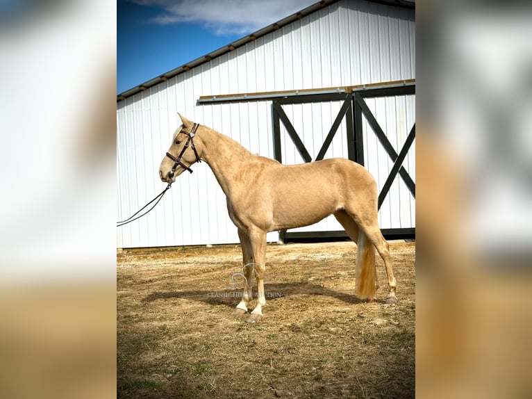 Tennessee konia Wałach 6 lat 152 cm Szampańska in Beattyville, KY