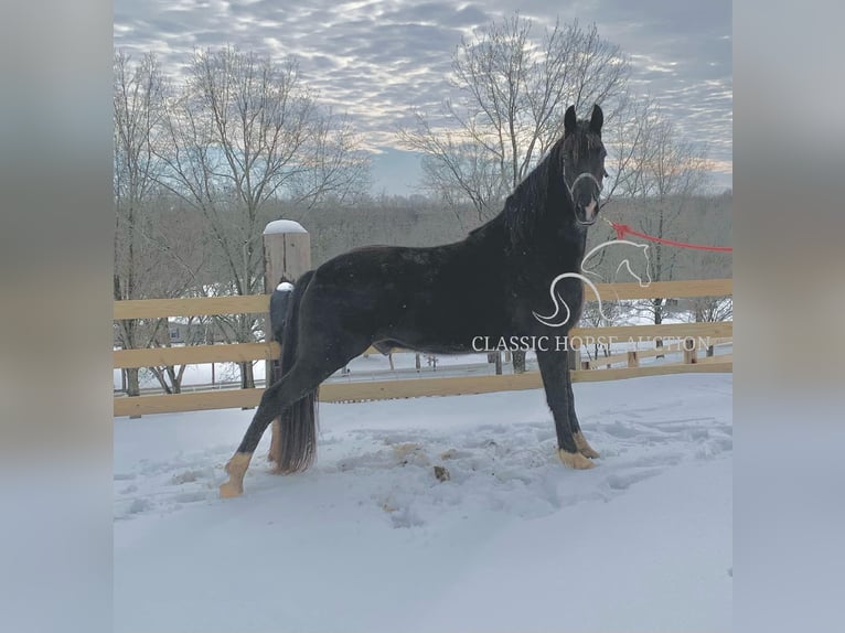 Tennessee konia Wałach 6 lat 152 cm Tobiano wszelkich maści in Boonville, IN