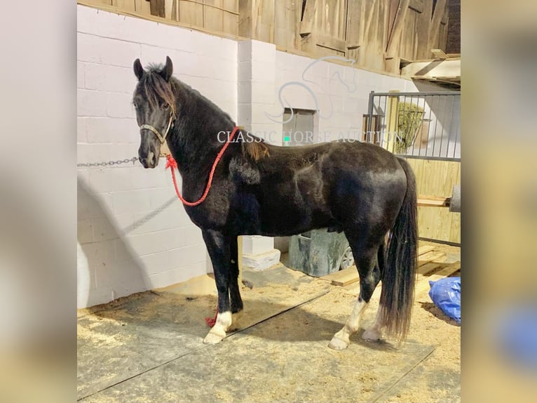 Tennessee konia Wałach 6 lat 152 cm Tobiano wszelkich maści in Boonville, IN