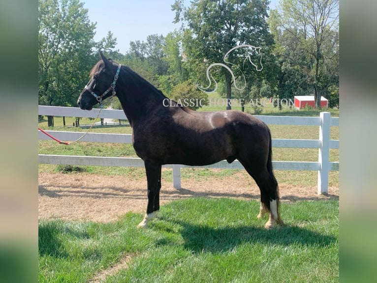 Tennessee konia Wałach 6 lat 152 cm Tobiano wszelkich maści in Boonville, IN