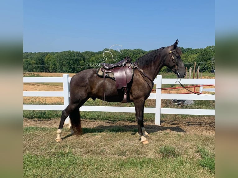 Tennessee konia Wałach 6 lat 152 cm Tobiano wszelkich maści in Boonville, IN