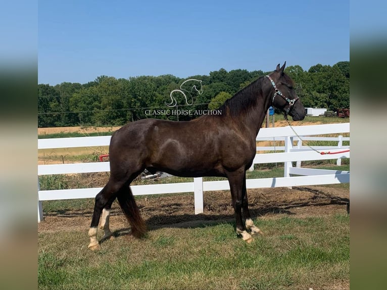 Tennessee konia Wałach 6 lat 152 cm Tobiano wszelkich maści in Boonville, IN