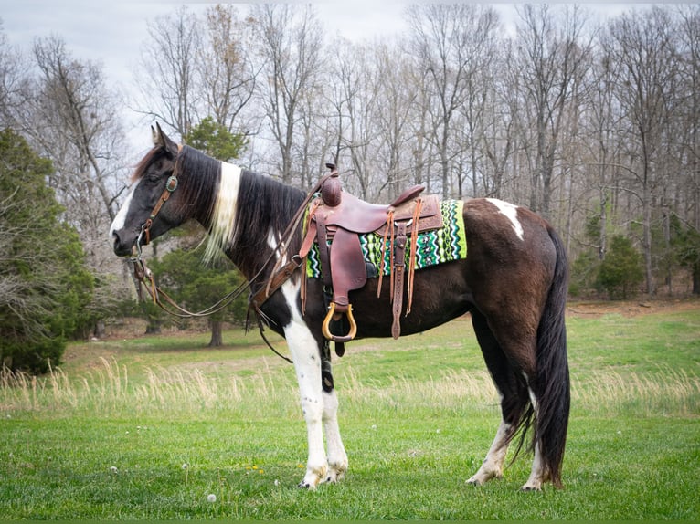 Tennessee konia Wałach 6 lat 163 cm Tobiano wszelkich maści in Greensboro Ky