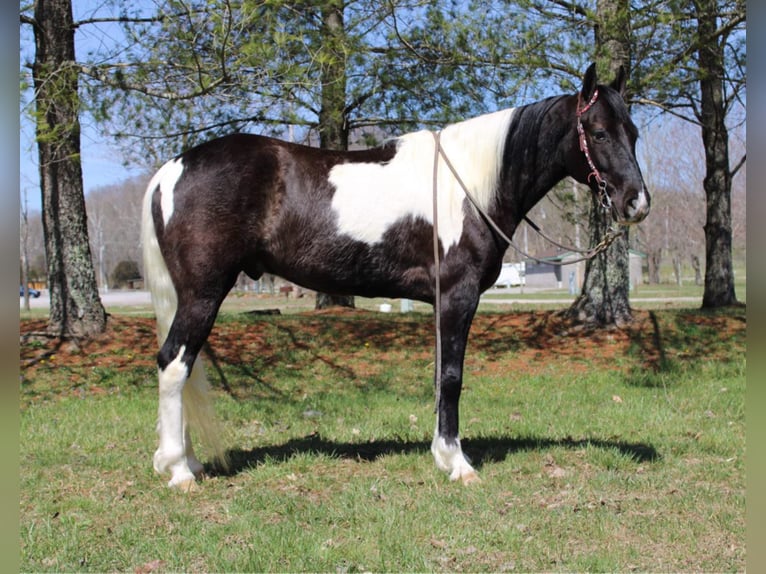 Tennessee konia Wałach 6 lat Tobiano wszelkich maści in Mount Vernon KY