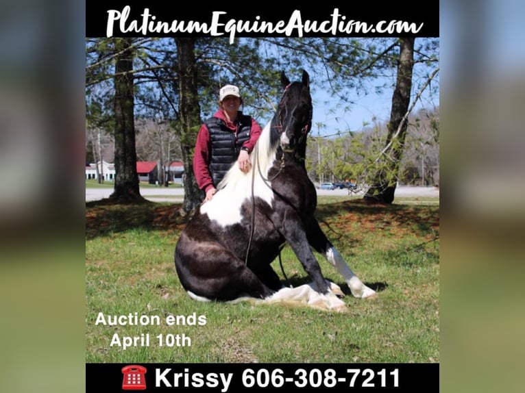 Tennessee konia Wałach 6 lat Tobiano wszelkich maści in Mount Vernon KY